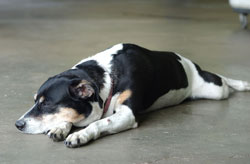 Shop Dog Jane